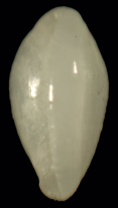 Granulina occulta